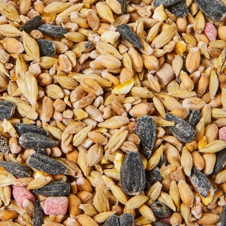 Ambassador Wild Bird Seed2 Ambassador wild bird seed birds