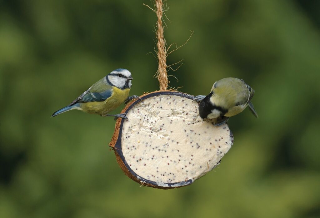 Rspb Coconut Treat1 RSPB Coconut Treat