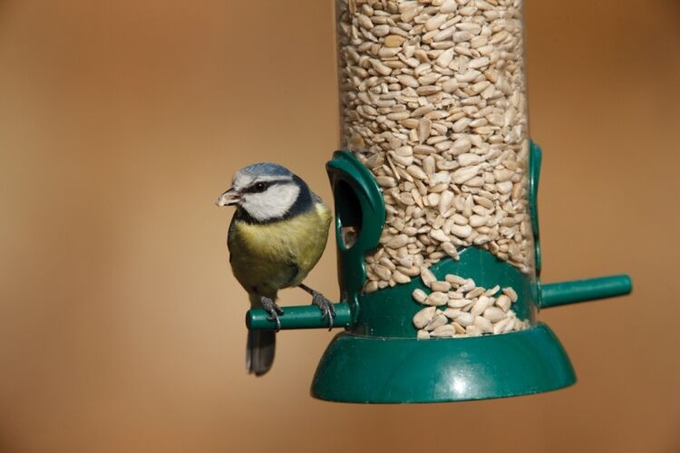 Rspb Sunflower Hearts1 RSPB Sunflower Hearts