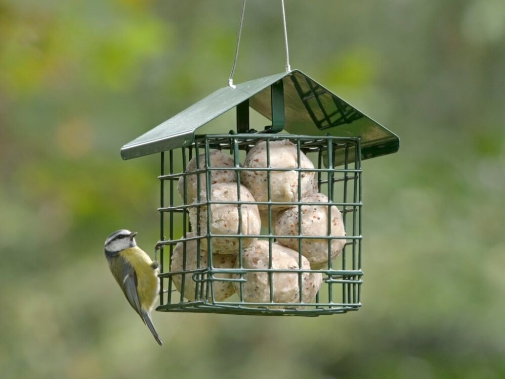 Rspb Super Suet Fat Balls RSPB super suet fat balls for birds