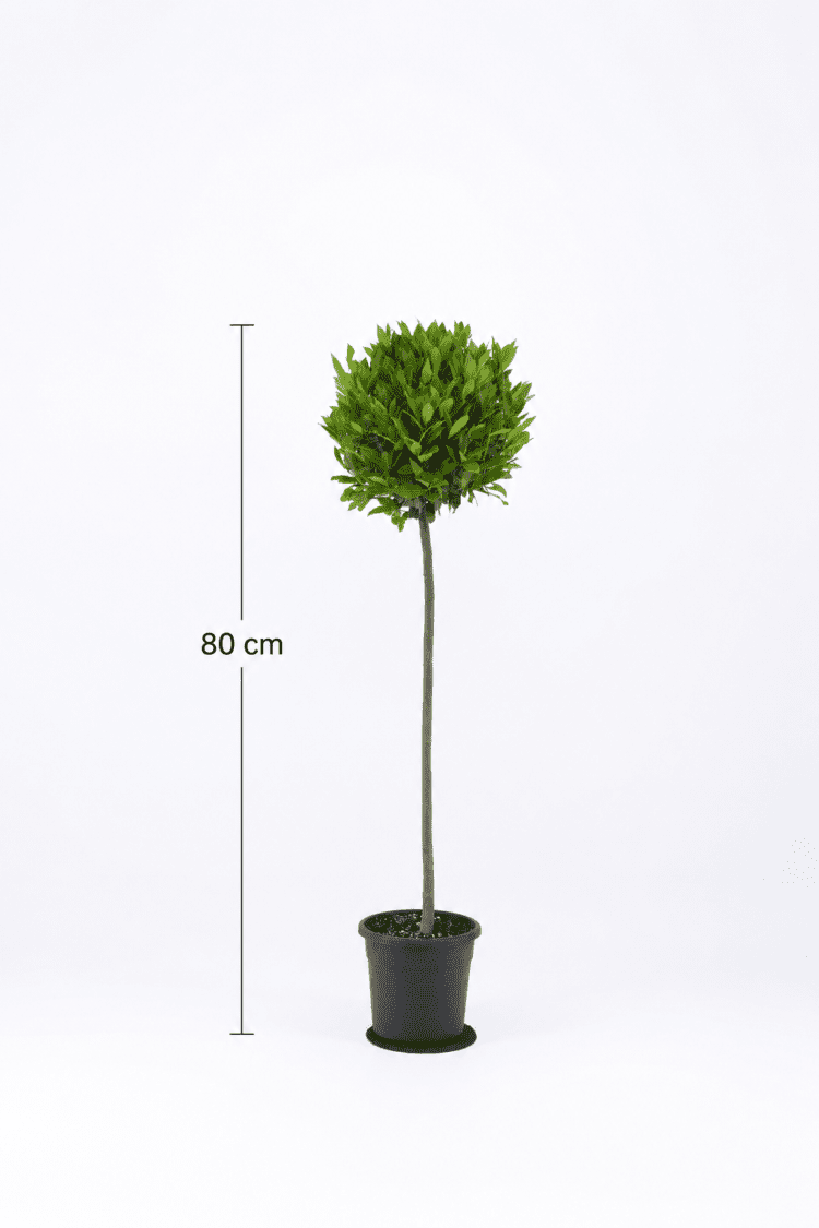 cac6a1a8-553b-465a-81f2-ad5d25da6374 Laurus nobilis, also known as a Bay Tree