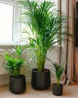areca-palm-dypsis-lutescens-2-1-420x525-1 Areca Palm Dypsis Lutescens Indoor Houseplant