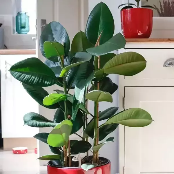 rubber-plant-ficus-elastica-4-1 rubber plant ficus elastica
