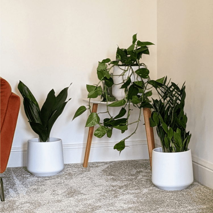 Untitled design-55 Easy care plant set