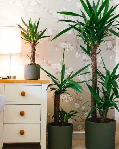 Yucca Plant