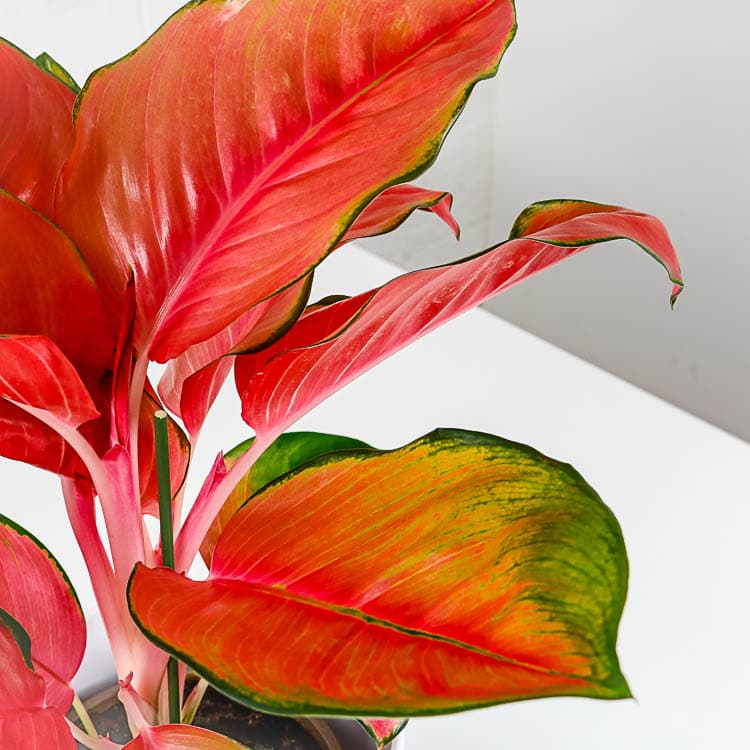 algaonema orange star chinese evergreen 5 algaonema orange star chinese evergreen colourful houseplant