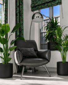 Large Plant Bundle