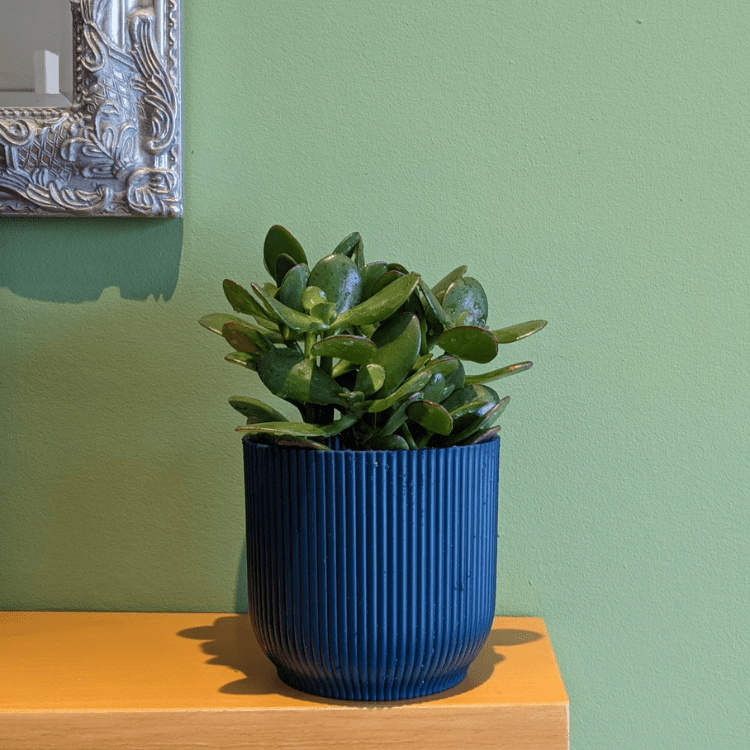 Jade Plant 1 750x750 Jade Plant