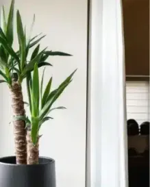 Yucca & Pot