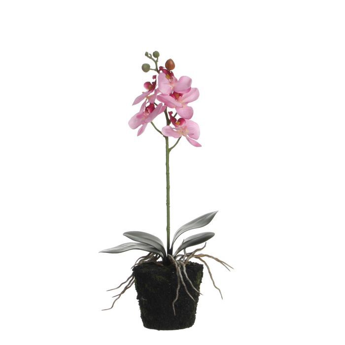 8718861180565 orchid flower