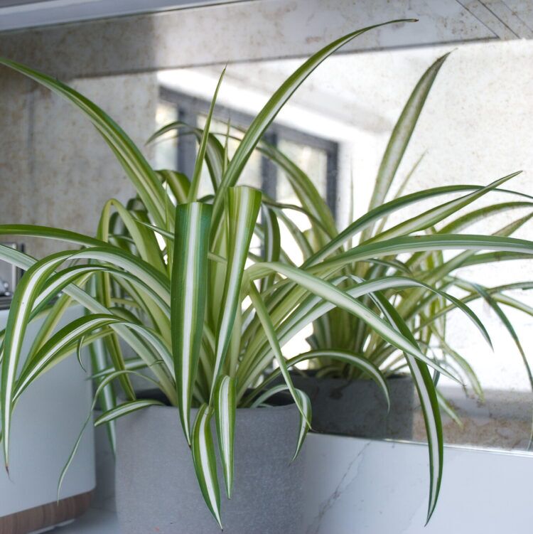 kitchen-plant-bundle-spider kitchen plant bundle spider
