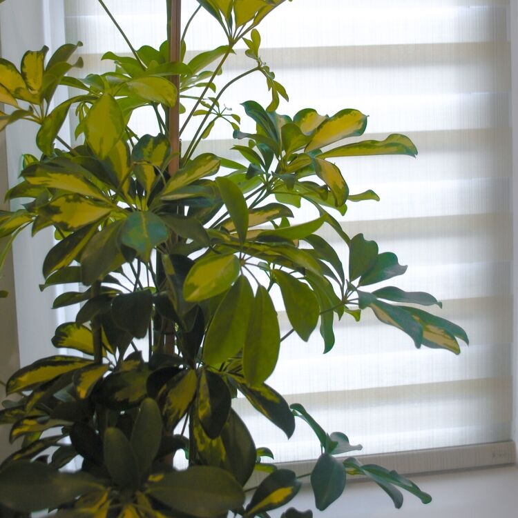 kitchen-plant-bundle-umbrella kitchen-plant-bundle-umbrella
