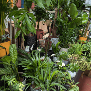 Plant Shop