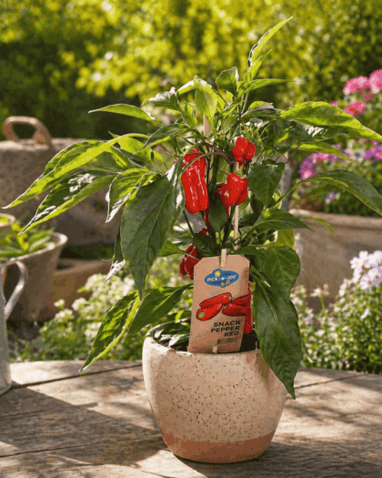 Pepper Plant