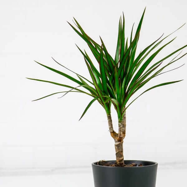 MG_8902 dust plant 1