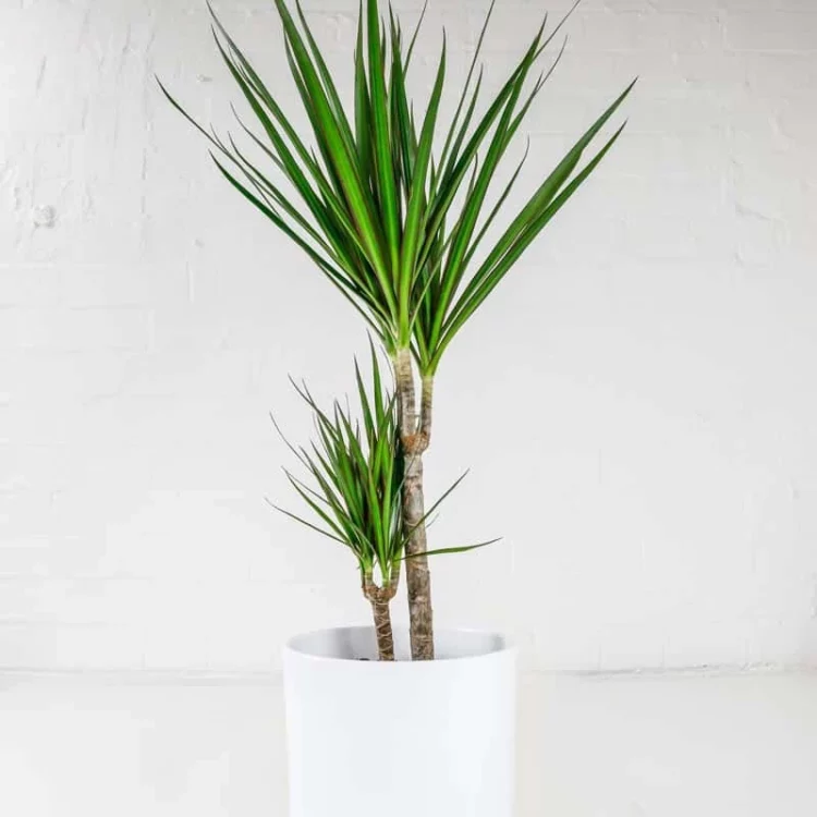 dragon-tree-3 dragon-tree-3