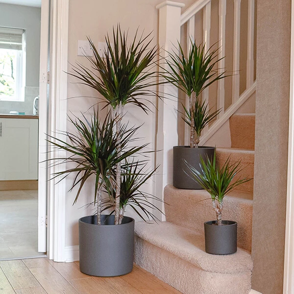 dragon-tree-dracaena-marginata-2 dragon tree dracaena marginata 2