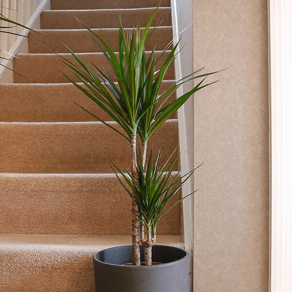 dragon-tree-dracaena-marginata-4 dragon tree 3