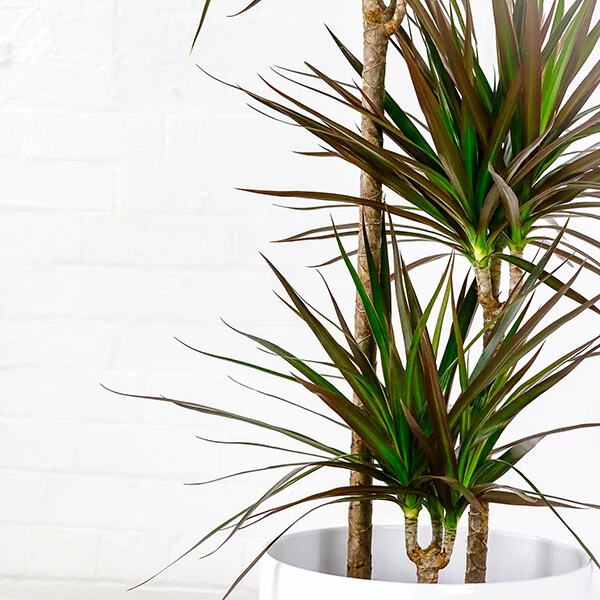 dragon-tree-dracaena-plant dragon tree 1