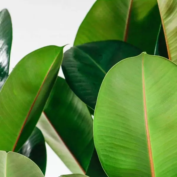 Rubber-Plant-large-2 Rubber Plant large 4