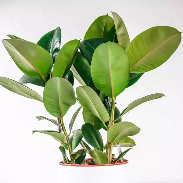 Rubber-Plant-large-3 Rubber Plant large 5