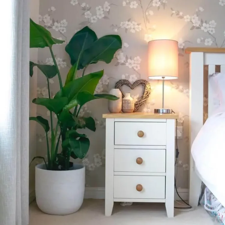 bird-of-paradise-strelitzia-nicolai-5