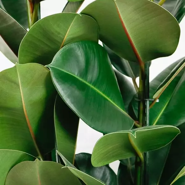 large-rubber-plant-ficus-elastica-4 large rubber plant ficus elastica 4