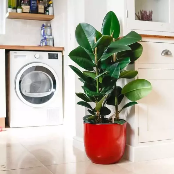 rubber-plant-ficus-elastica-7-1 rubber plant ficus