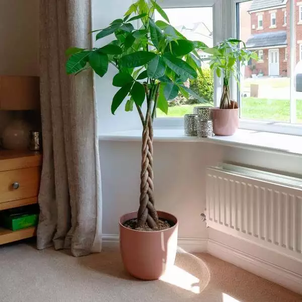 money-tree-pachira-aquatica-1-1 money tree pachira 4