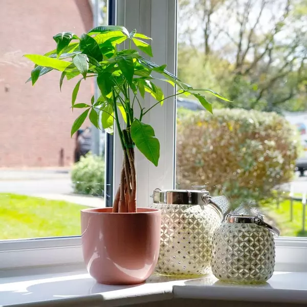 money-tree-pachira-aquatica-66 money tree pachira 5