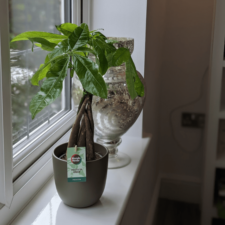 Money Tree and Pot money tree & pot