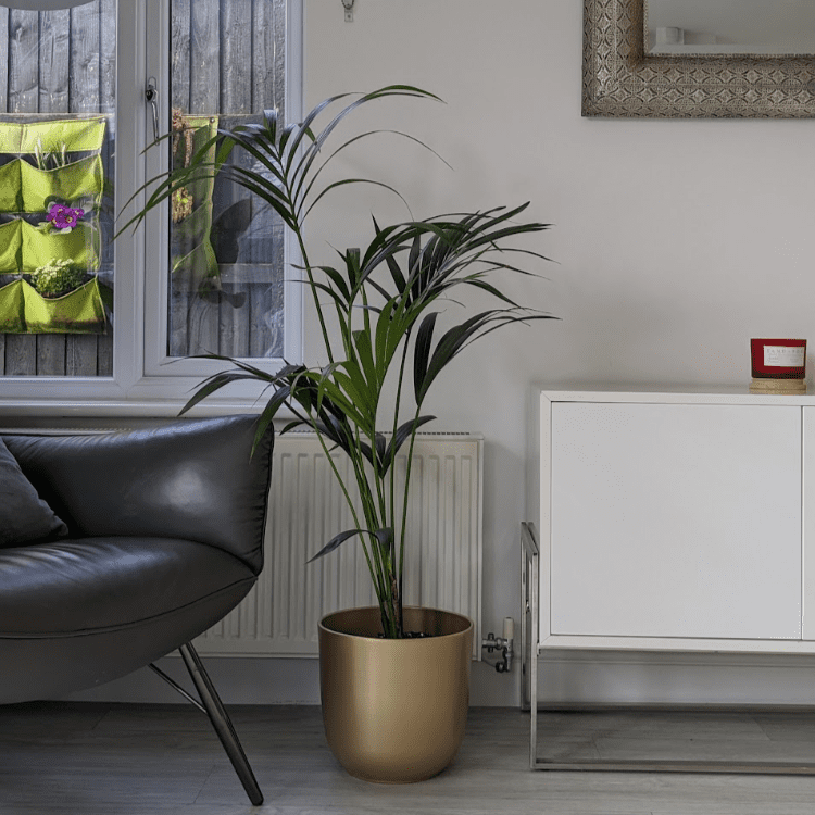 Untitled (750 x 750 px) Kentia