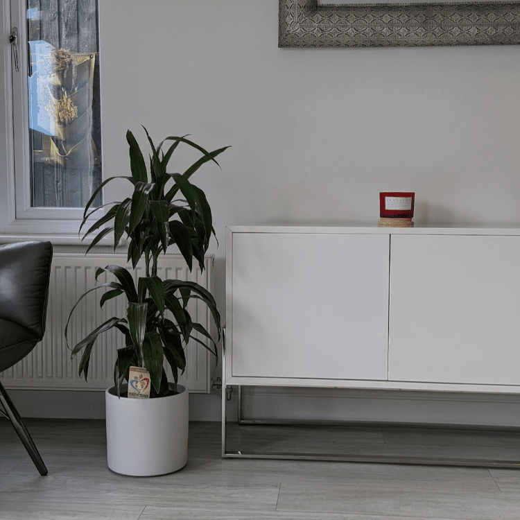 Untitled design-64 dracaena fragrans