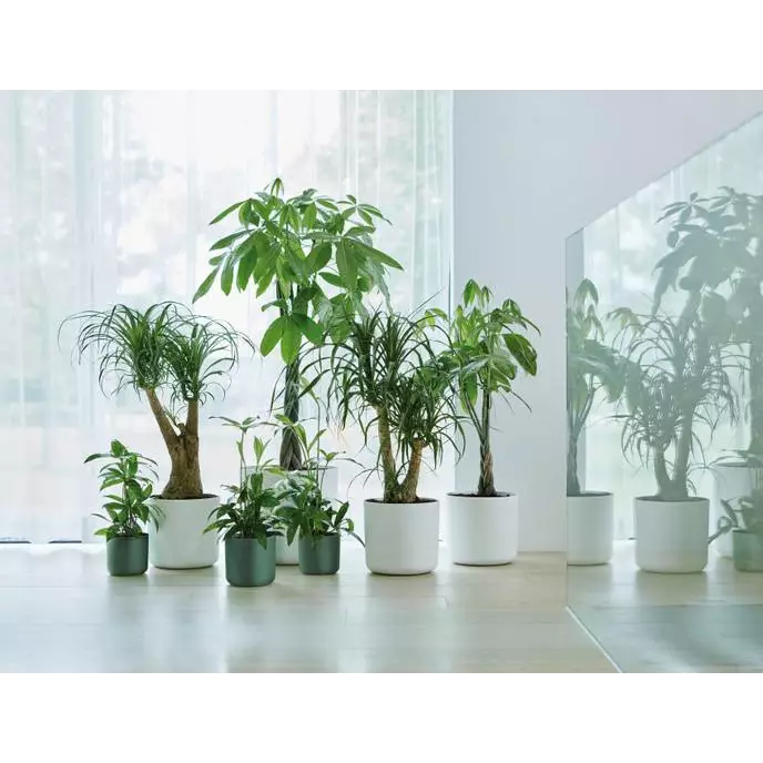 b.for_soft_rond_leaf_green.i1