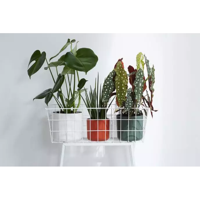 b.for_soft_round.i8 Elho Straight Edged Pot