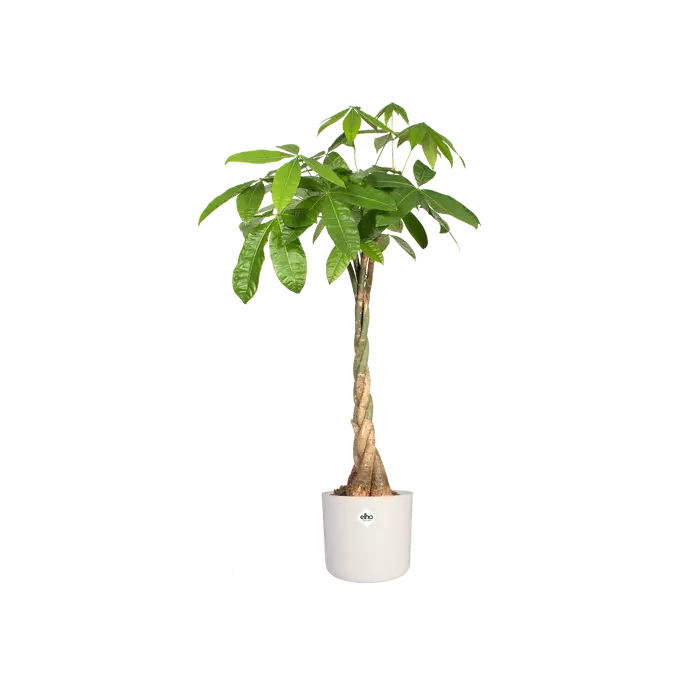 b_for_soft_white_Pachira_aquatica.c1