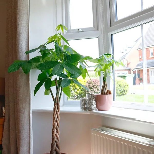 money-tree-pachira-aquatica-3-1 money tree pachira 8