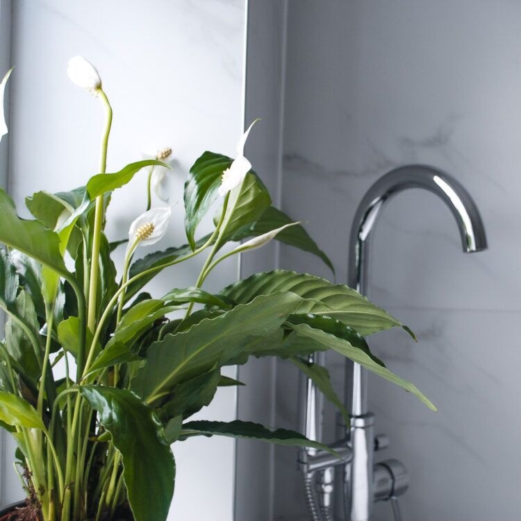 Bathroom-bundle-peace-lily Bathroom Plant Bundle