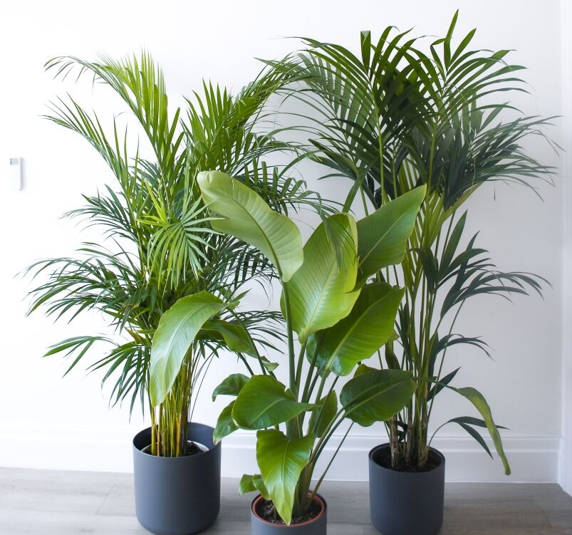 Showstopper-plant-bundle-1 showstopper-plant-bundle