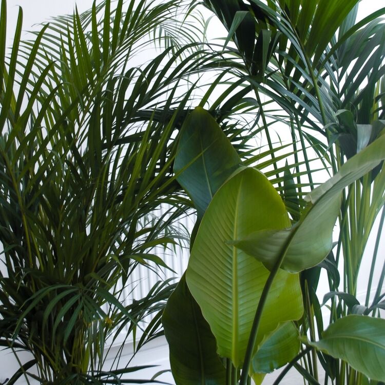 showstopper-plant-bundle-5 planting gift