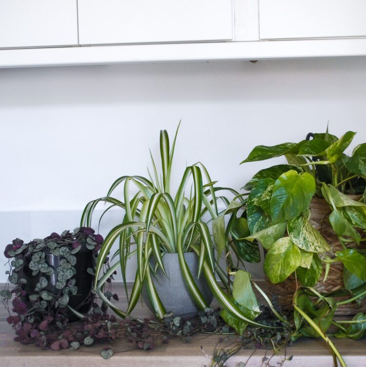 0324d74d-3ce6-45ed-9f61-747cff3ae7aa Office Plant Bundle