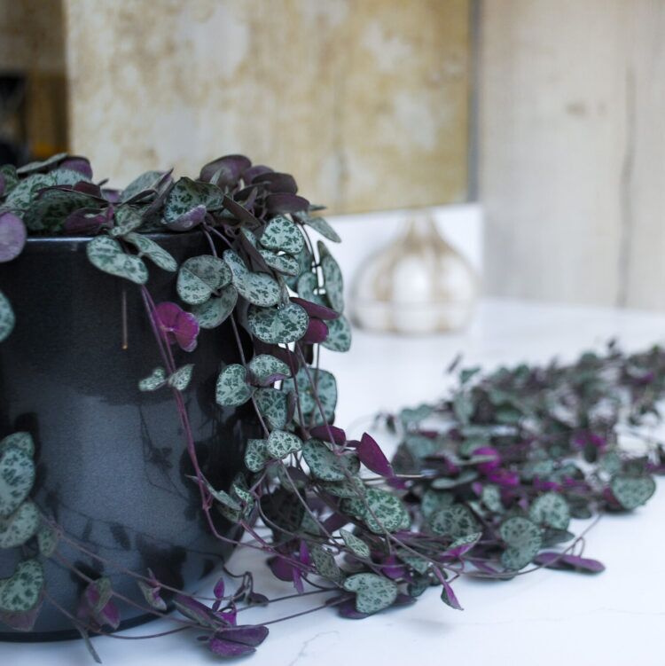 6e71ee9d-9f6a-49fe-b2b5-40d22e73ebc9 common houseplant problems