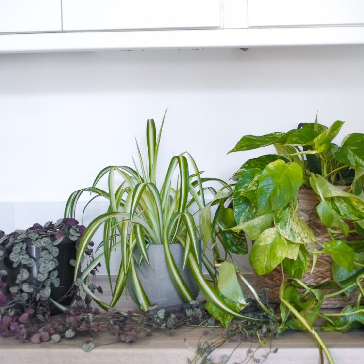 c8a9f50f-f2c6-414e-a9ac-56242966abc5 office plant bundle