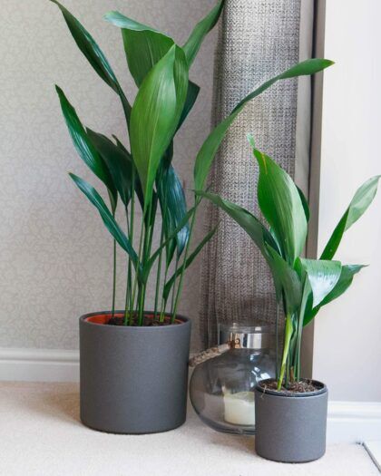 cast iron plant aspidistra bar room