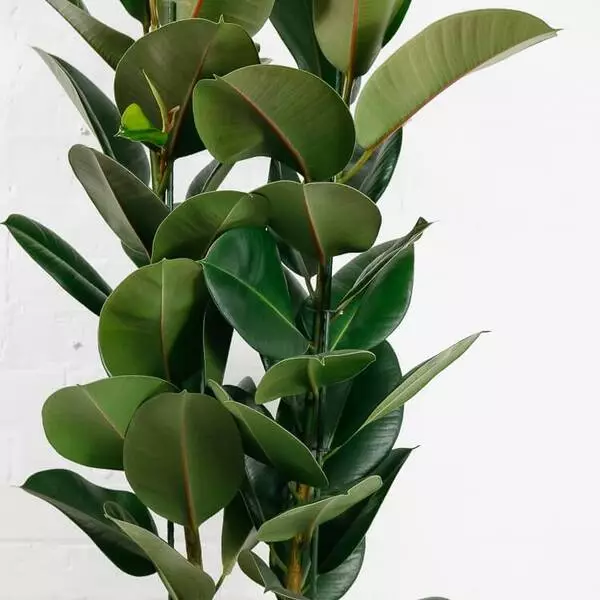 large-rubber-plant-ficus-elastica-3 large rubber plant ficus elastica 3