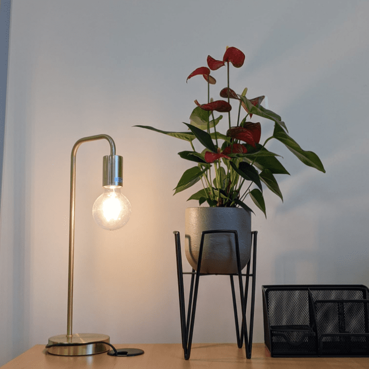 Anthurium 2 750x750 Anthurium 2