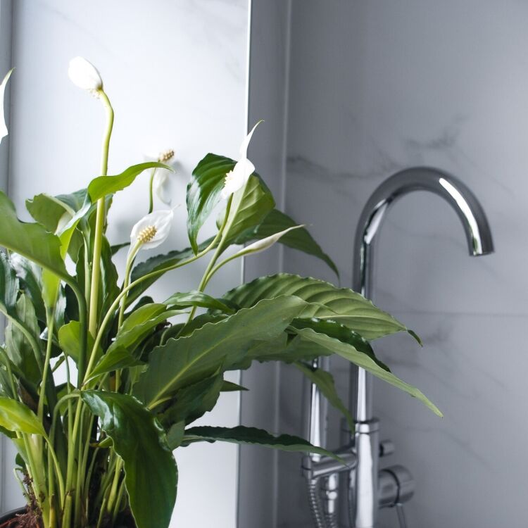Bathroom-bundle-peace-lily Bathroom Plant Bundle