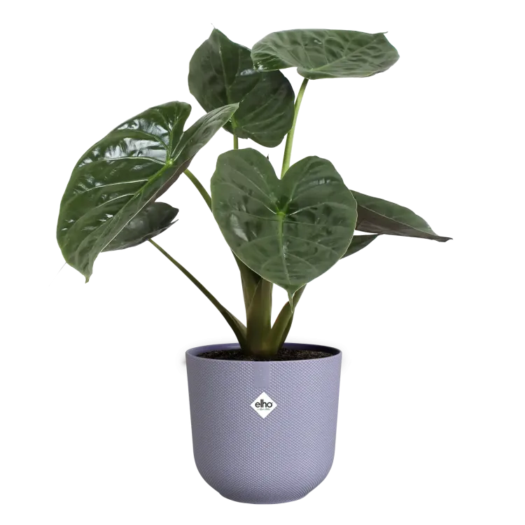 lavender jazz large lavender jazz large