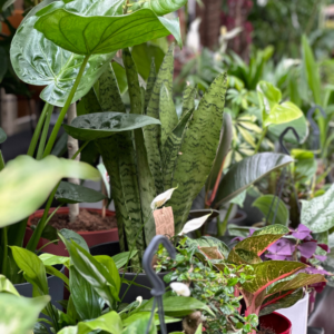 snake plant 1