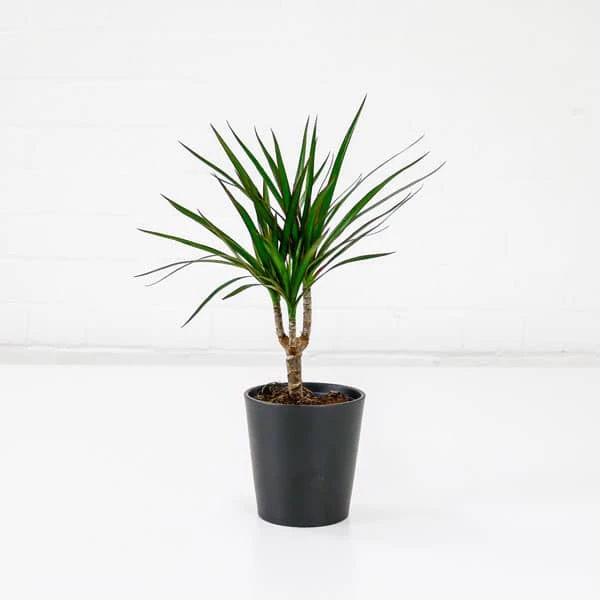 dragon tree with pot